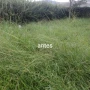 Foto 1:  CH Jardinagem e Paisagismo 