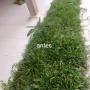 Foto 1:  CH Jardinagem e Paisagismo 