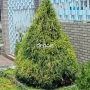 Foto 1:  CH Jardinagem e Paisagismo 
